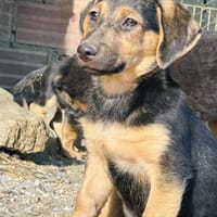 Zuhause/Pflegestelle gesucht für Fina, Hündin zur Adoption
