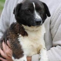 Batida  sehr liebenswerte, kleine Hündin, Hündin zur Adoption