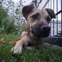 Verschmuste Alma sucht ihre Menschen, Hündin zur Adoption