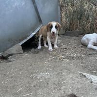 Zuhause/Pflegestelle gesucht für Ivy, Hündin zur Adoption