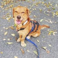 Der süße Pivo sucht seine Menschen, Hund zur Adoption