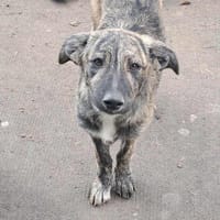 Lydia, süsses Hundekind sucht Liebe, Hündin zur Adoption