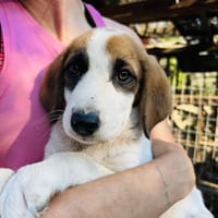 Zuhause/Pflegestelle gesucht für Idefix, Hund zur Adoption