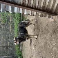 Zuhause/Pflegestelle gesucht für Thor, Hund zur Adoption