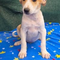 Marcy sucht ein Zuhause, Hündin zur Adoption