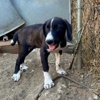 Zuhause/Pflegestelle gesucht für Luca, Hund zur Adoption