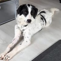 🙏🙏🆘SOFORT🆘GESUCHT JACKSON, Hund zur Adoption