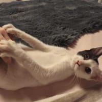 Unser süßer Teddy sucht ein Zuhause, Kater zur Adoption
