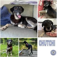 CHUTCHI -liebe, sanfte Hündin-, Hündin zur Adoption