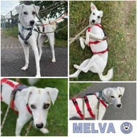 MELVA -ein Herz auf 4 Pfoten-, Hündin zur Adoption