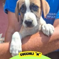 3 Welpenkinder suchen ein Körbchen 🥰, Hund zur Adoption