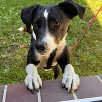 Schüchterner Lars sucht sein Zuhause, Hund zur Adoption