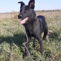 Rusty sucht seine Familie, Hund zur Adoption