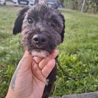 Lieber TIM sucht Für-immer-Zuhause, Hund zur Adoption