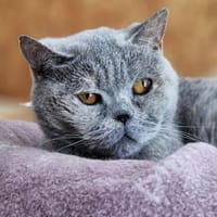 Soley, Katze zur Adoption