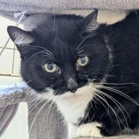 Cosmo, Kater zur Adoption