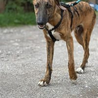 Gino  sensibler Junghund, Hund zur Adoption