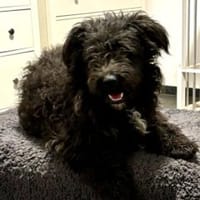 Aldor 42 cm (Pfegestelle), Hund zur Adoption