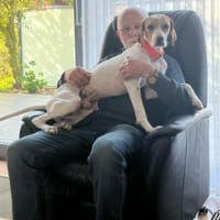 PLUTO - Zuckerschnute sucht Zuhause ❤, Hund zur Adoption