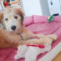 Polly ❤ in 87459 Pfronten, Allgäu, Hündin zur Adoption