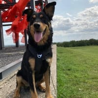Rebecca, 47447 Moers sucht ihre Familie, Hündin zur Adoption