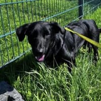 Alfi 38 cm (Pflegestelle), Hund zur Adoption