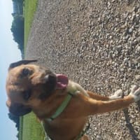 Liebevoller Bernd sucht Endstelle, Hund zur Adoption
