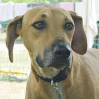 Jazmine, aufmerksam, freundlich, offen, Hündin zur Adoption