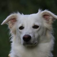 Carola - wartet in 65232 Taunusstein, Hündin zur Adoption