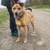 Buddy, liebenswerter Rüde, Hund zur Adoption