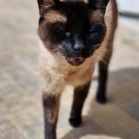Gismo, Kater zur Adoption