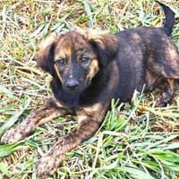 Burli Welpe klein bis mittelgroß, Hund zur Adoption