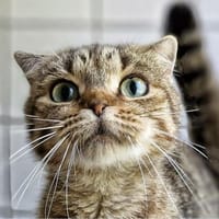 Brunhilde, Katze zur Adoption