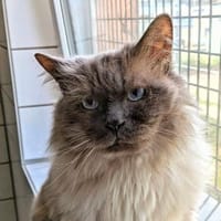 Arthur, Kater zur Adoption