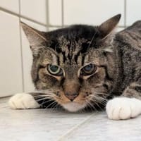 Nils, Kater zur Adoption