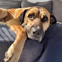 Gelassener Milo sucht sein Zuhause, Hund zur Adoption
