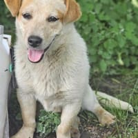 FRITZI sucht für-immer Zuhause, Hündin zur Adoption
