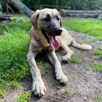 Leo - sanft, neugierig, lernbereit, Hund zur Adoption