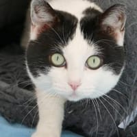 Percy, Kater zur Adoption
