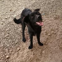 Amigo - Freund auf 4 Pfoten, Hund zur Adoption