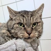 Peppels, Katze zur Adoption