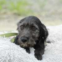 Amilio unser Herzenshund..., Hund zur Adoption