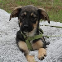 Sky sucht sein Glück ..., Hund zur Adoption