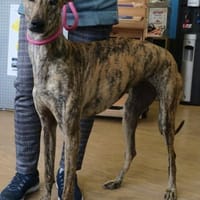 Guadalupe, verschmust,  neugierig, Hündin zur Adoption