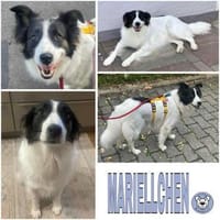 MARIELLCHEN -Herzenshündin-, Hündin zur Adoption
