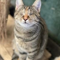 Blinde Elli, Katze zur Adoption