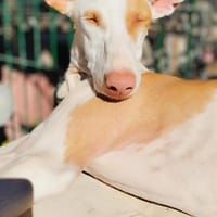 HARRY - treu, liebevoll, ruhig 💖, Hund zur Adoption