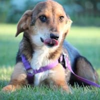Lina sucht liebevolle Familie...., Hündin zur Adoption