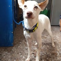 TOMMY kleiner 4beiner aus Wendeburg, Hund zur Adoption