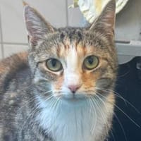 Cherie, Katze zur Adoption